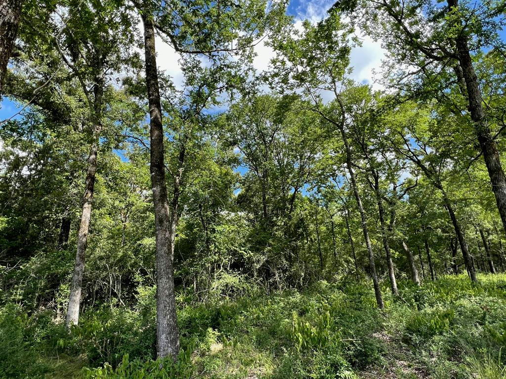 TRACT 65 PR 1287, CENTERVILLE, TX 75833, photo 1 of 7