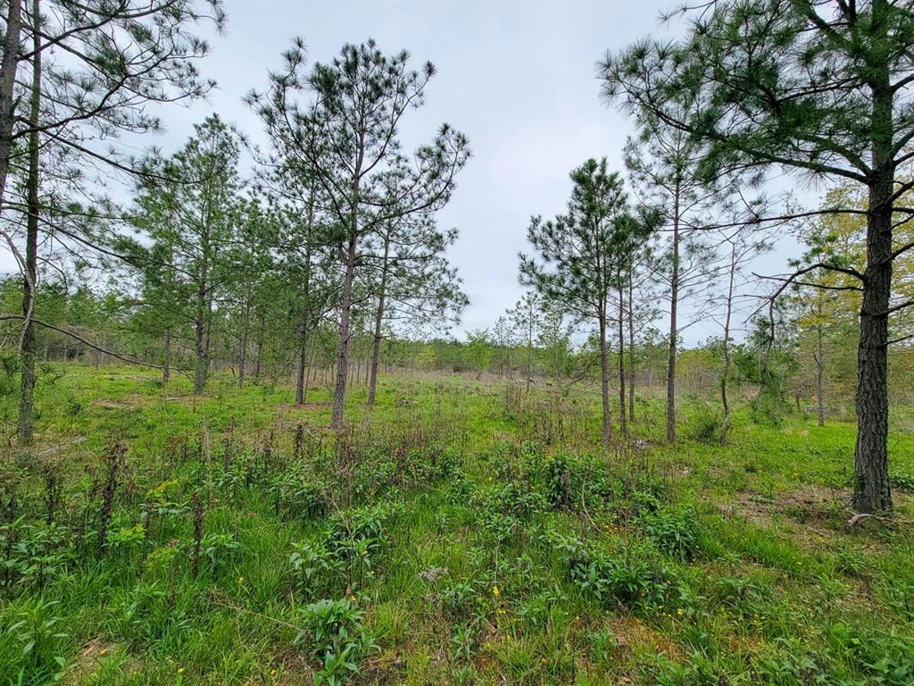 01 COUNTY ROAD 3375, LOVELADY, TX 75851, photo 1 of 14