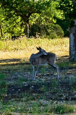 LOT 38 CREEKSIDE AT CAMP VERDE, CENTER POINT, TX 78010, photo 3 of 11